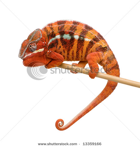 [http://tera.poradna.net/file/view/8102-stock-photo -chameleon-furcifer-pardalis-sambava-years-in-fron t-of-a-white-background-13359166-jpg]