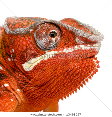 [http://tera.poradna.net/file/view/8103-stock-photo  -chameleon-furcifer-pardalis-sambava-years-in-fron  t-of-a-white-background-13468057-jpg]