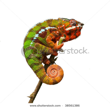 [http://tera.poradna.net/file/view/8104-stock-photo -chameleon-furcifer-pardalis-38561386-jpg]
