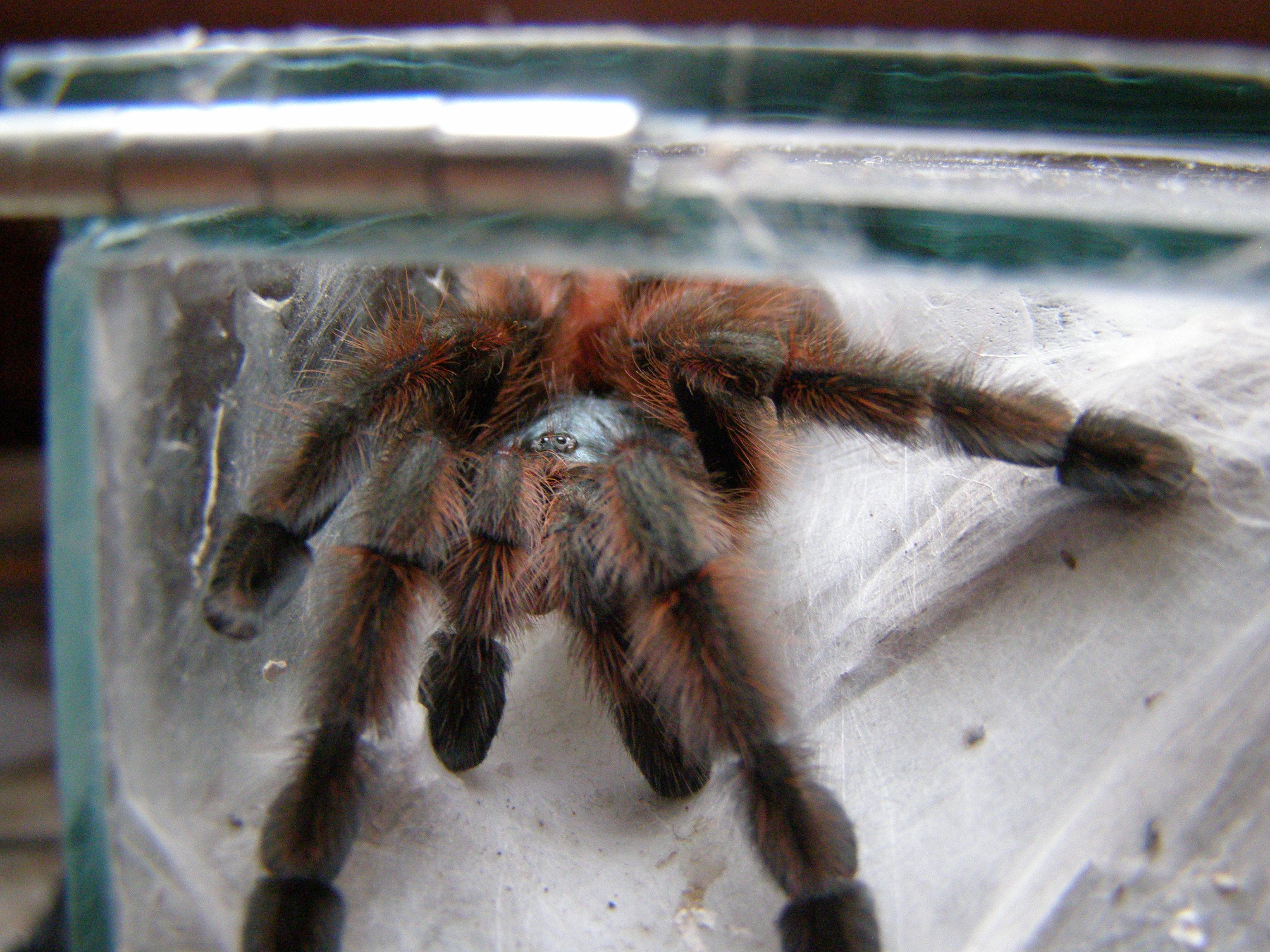 http://tera.poradna.net/file/view/10536-avicularia -versicolor-jpg