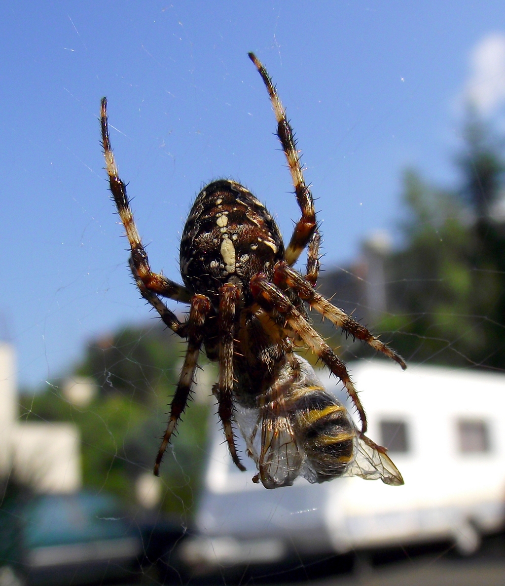 [http://tera.poradna.net/file/view/12931-araneus-jp g]