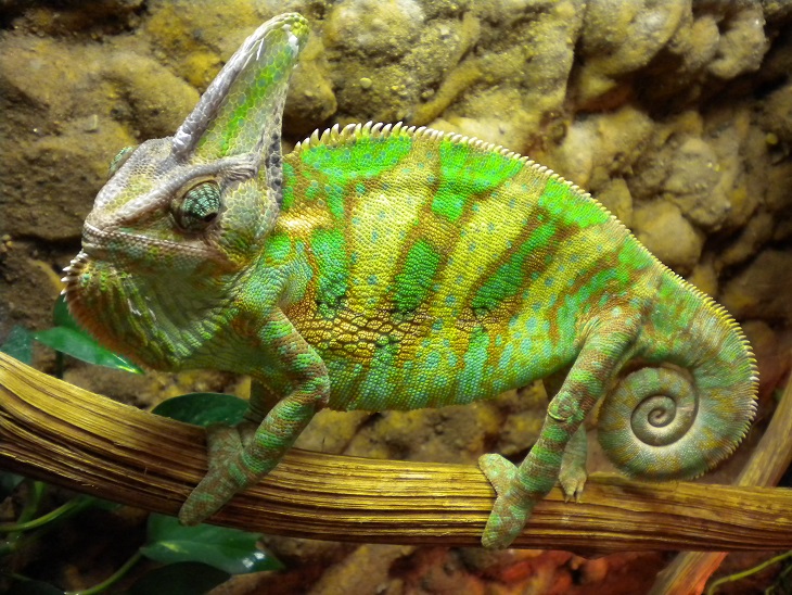 [15854-chameleon-jpg]