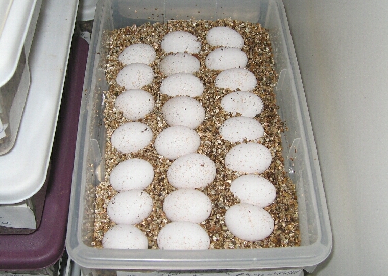 [http://tera.poradna.net/file/view/15951-eggs-jpg]