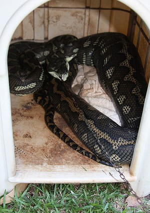 http://tera.poradna.net/file/view/18255-aussie-car pet-python3-jpg