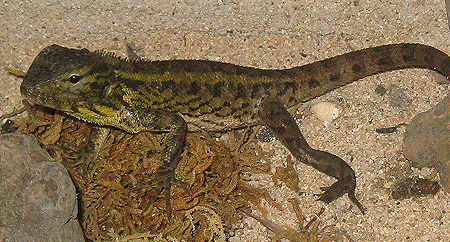 [http://tera.poradna.net/file/view/1827-agama1-jpg]