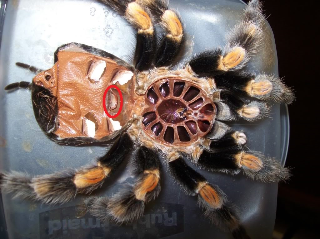 19488-brachypelma-female-jpg