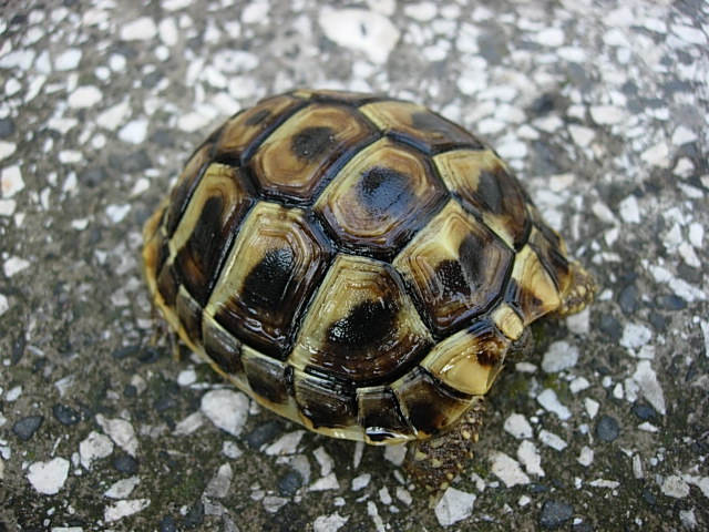 [http://tera.poradna.net/file/view/1978-testudo-jpg ]