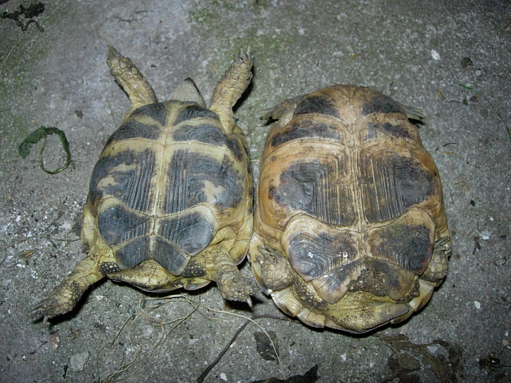 [http://tera.poradna.net/file/view/3408-dscn1049-jp g]