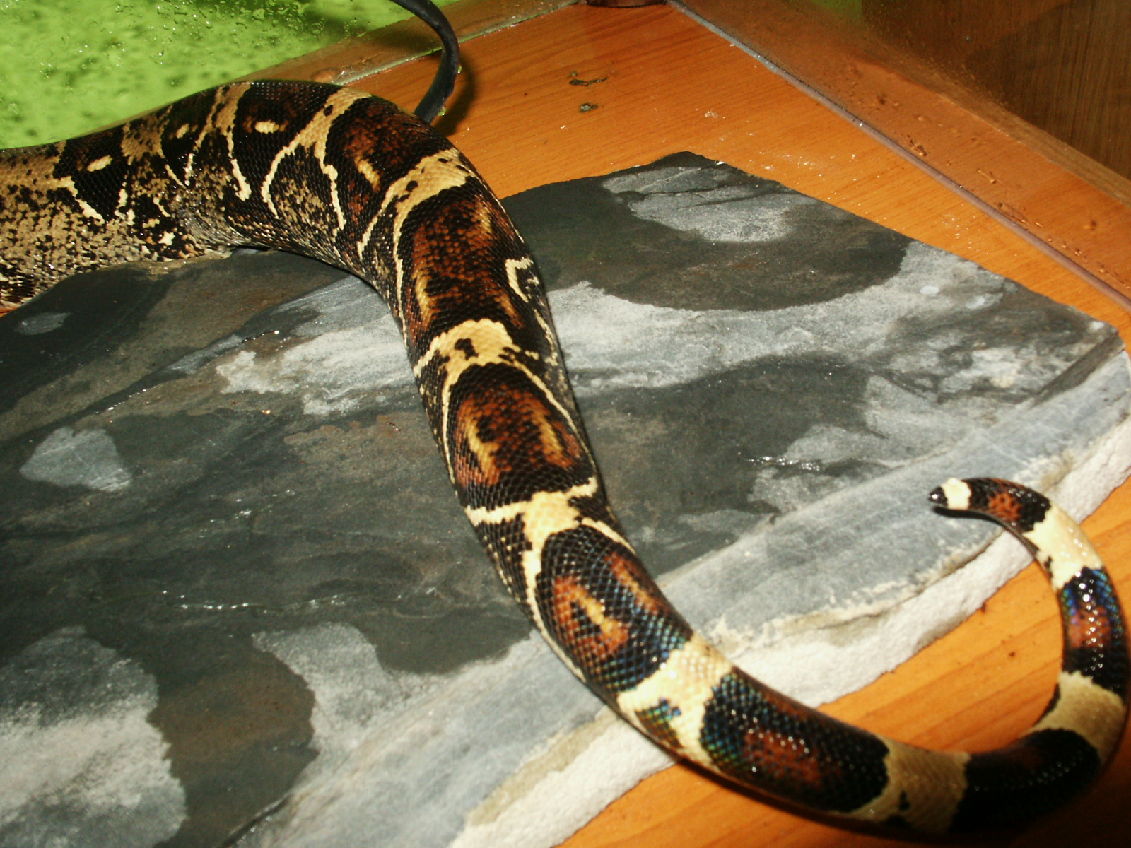 [http://tera.poradna.net/file/view/3833-pict1651-jp g]
