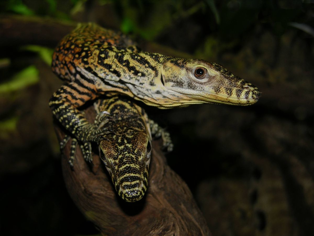 [http://tera.poradna.net/file/view/3905-dracata1-jp g]