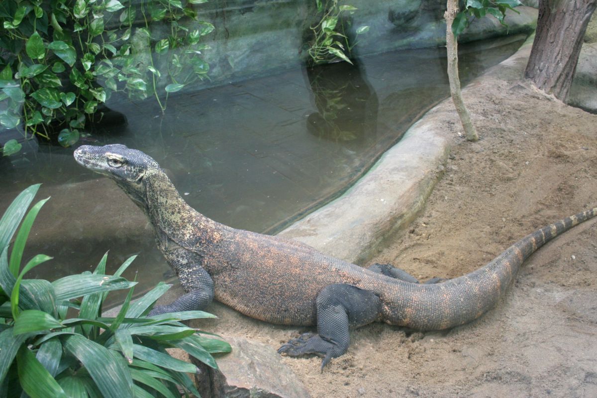 [http://tera.poradna.net/file/view/4169-zoo-praha-1 8-11-09-016-jpg]