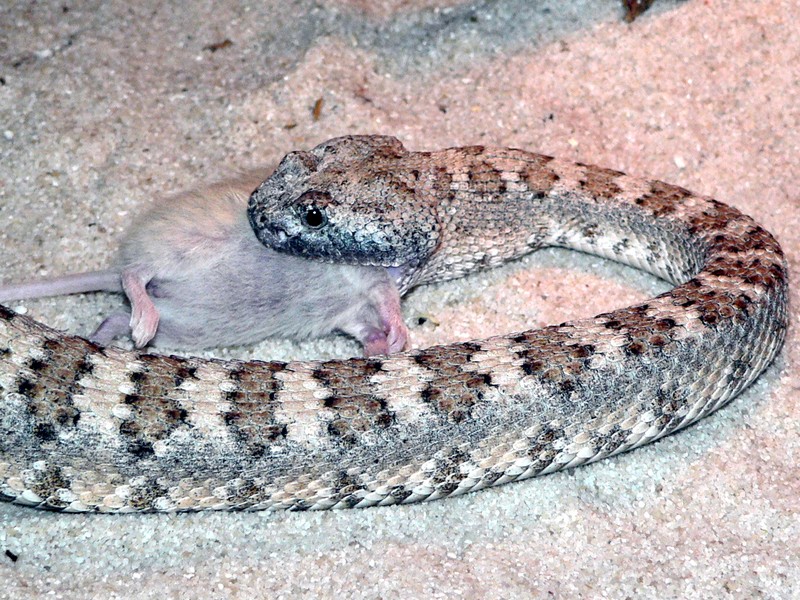 [http://tera.poradna.net/file/view/4270-crotalus-mi tchelli-stephensi-04-jpg]