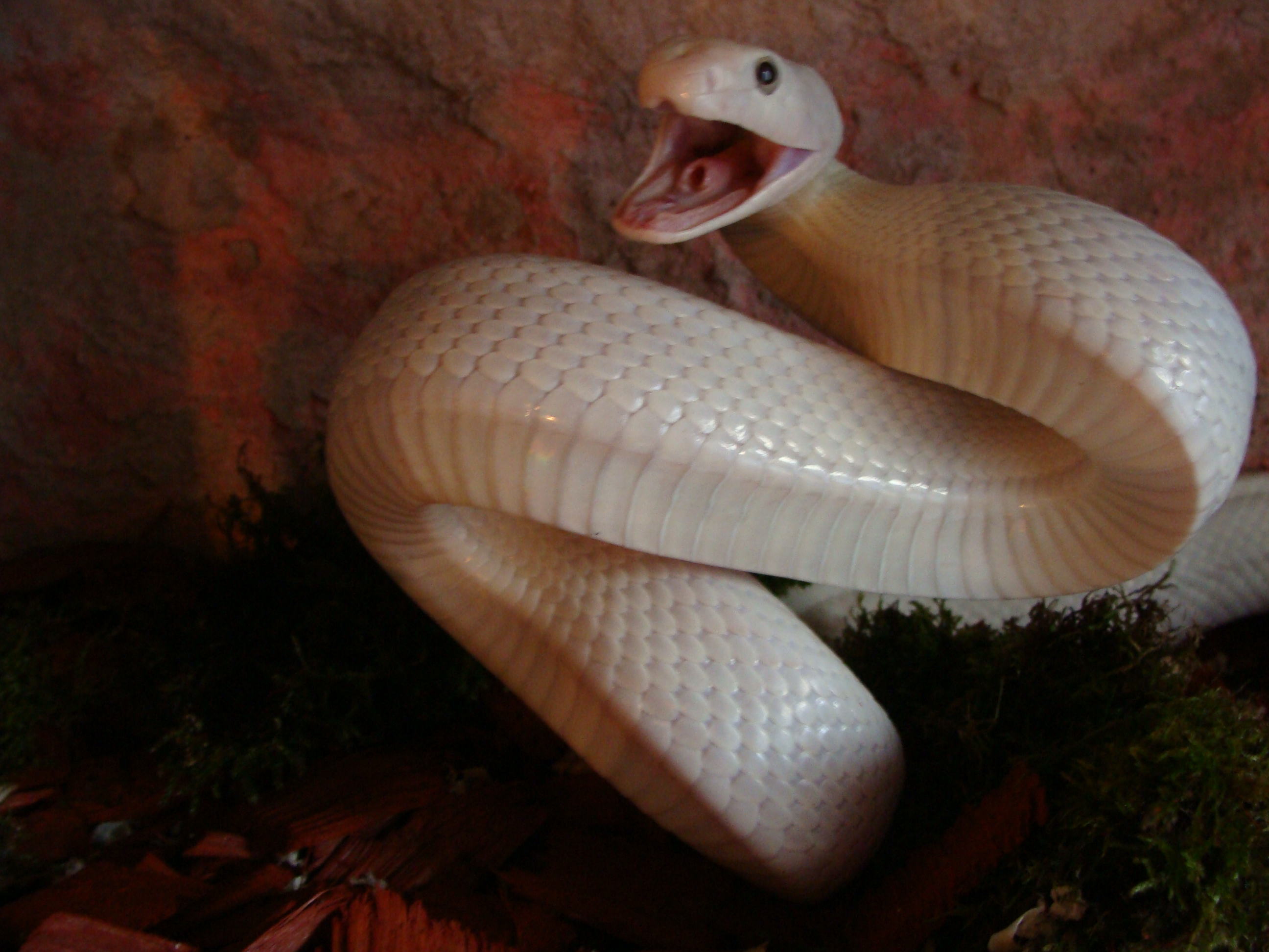 [http://tera.poradna.net/file/view/5129-boas-python s-363-jpg]