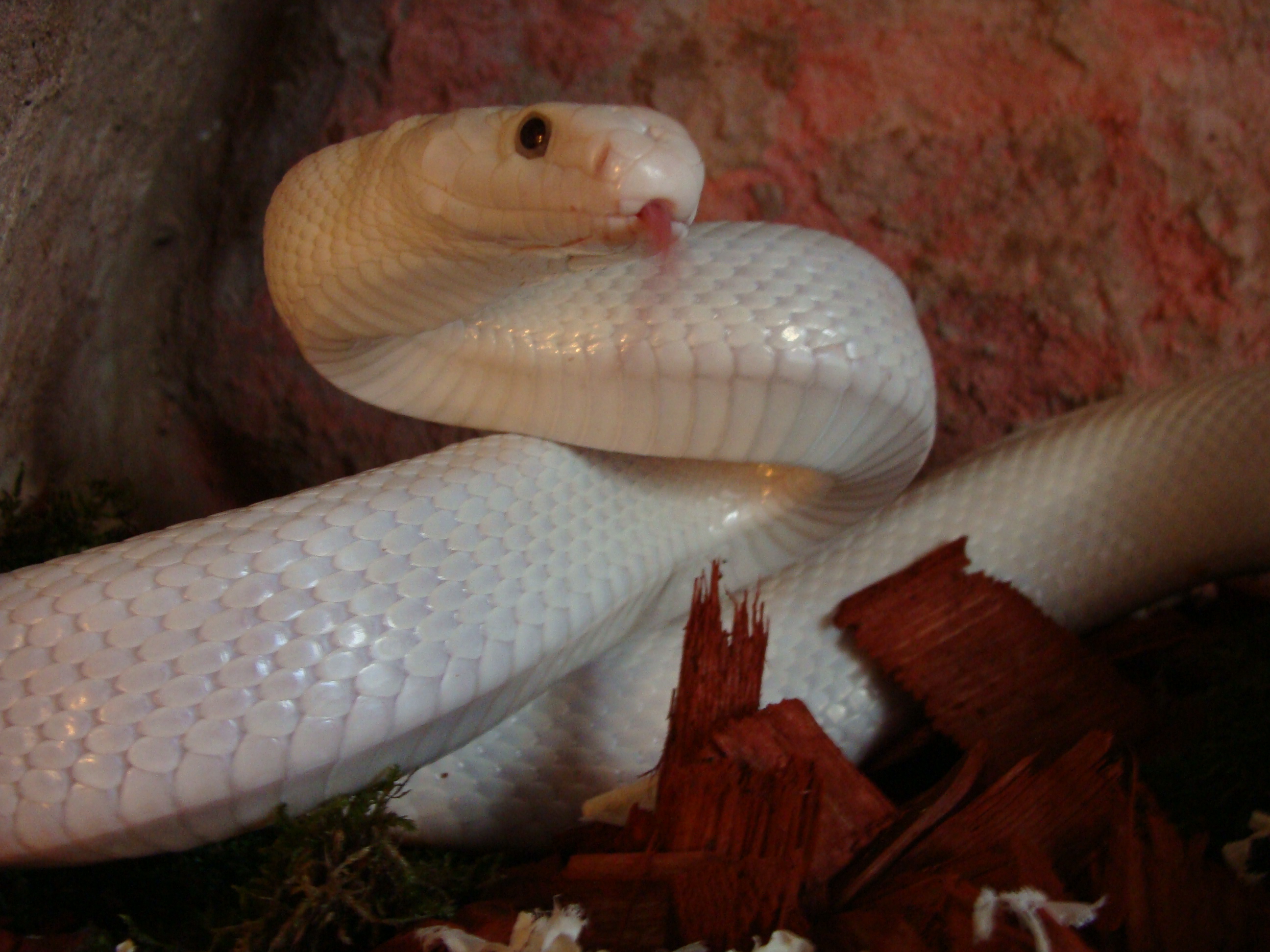 http://tera.poradna.net/file/view/5130-boas-python s-155-jpg