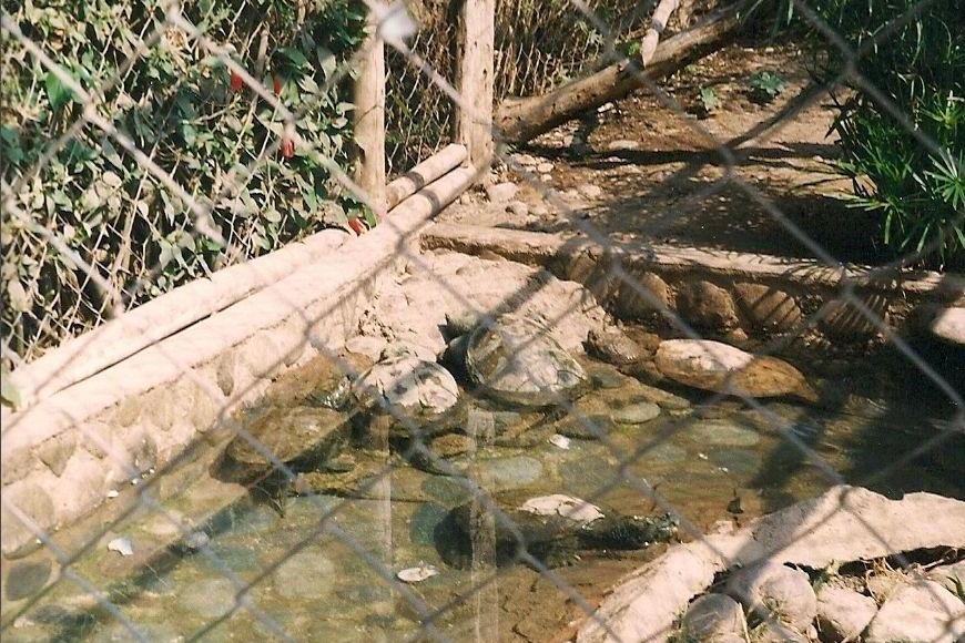 [http://tera.poradna.net/file/view/5593-kajmanky-jp g]