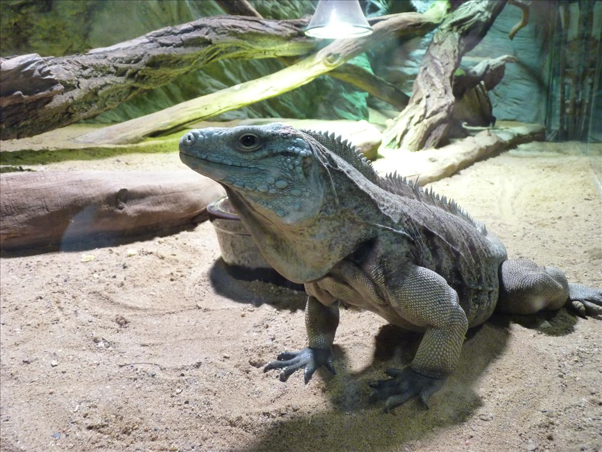 [http://tera.poradna.net/file/view/8342-zoo-11-4-20 11-104-jpg]