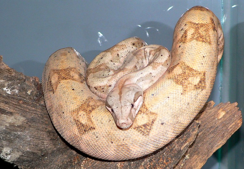 http://tera.poradna.net/file/view/9828-hog-island- boa-14-jpg